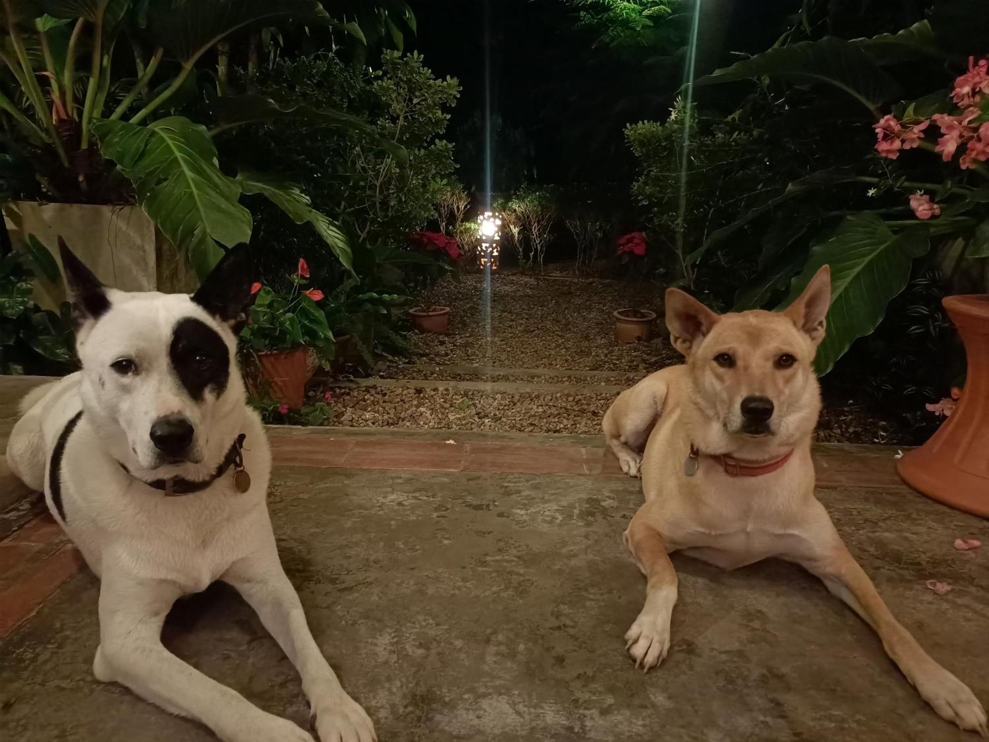 Villa Albizia, Chiang Mai Doi Saket Zewnętrze zdjęcie
